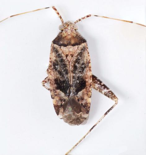 Réf. 186 908 : Phytocoris scitulus